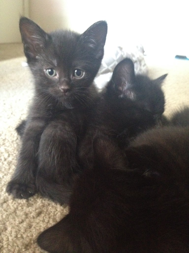 Skylar On Twitter Help I Have 7 All Black Kittens W Some Random