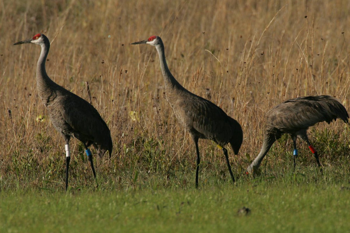 USFWS's tweet photo. Endangered Mississippi sandhill crane population relies on the success of every nest: https://t.co/H7PBgDEGAg https://t.co/yQnlEN3WtG