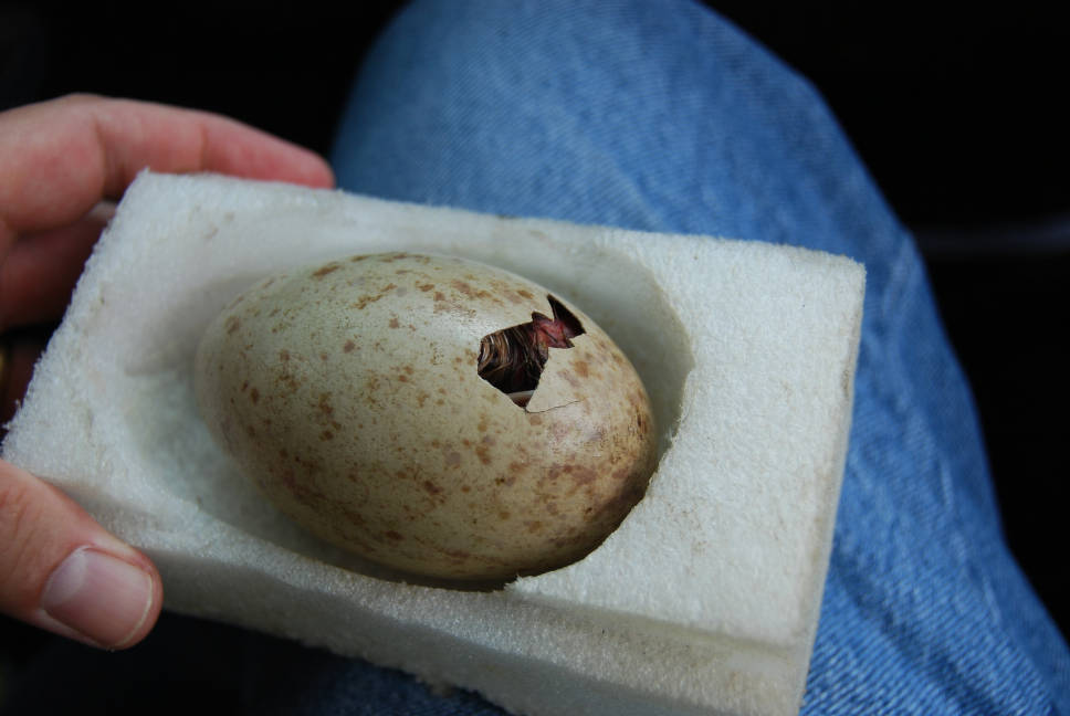 USFWS's tweet photo. Endangered Mississippi sandhill crane population relies on the success of every nest: https://t.co/H7PBgDEGAg https://t.co/yQnlEN3WtG
