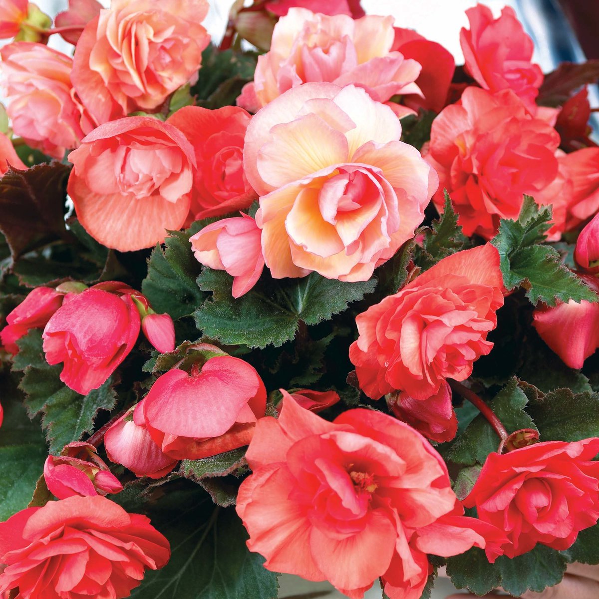 GrownDirect's tweet photo. #MixandMatch any 3 packs of Spring &amp; Summer flowering bulbs for just £5 #Dahlia #Lily #Iris #Begonia #gardening https://t.co/0Qeo1IYdAV