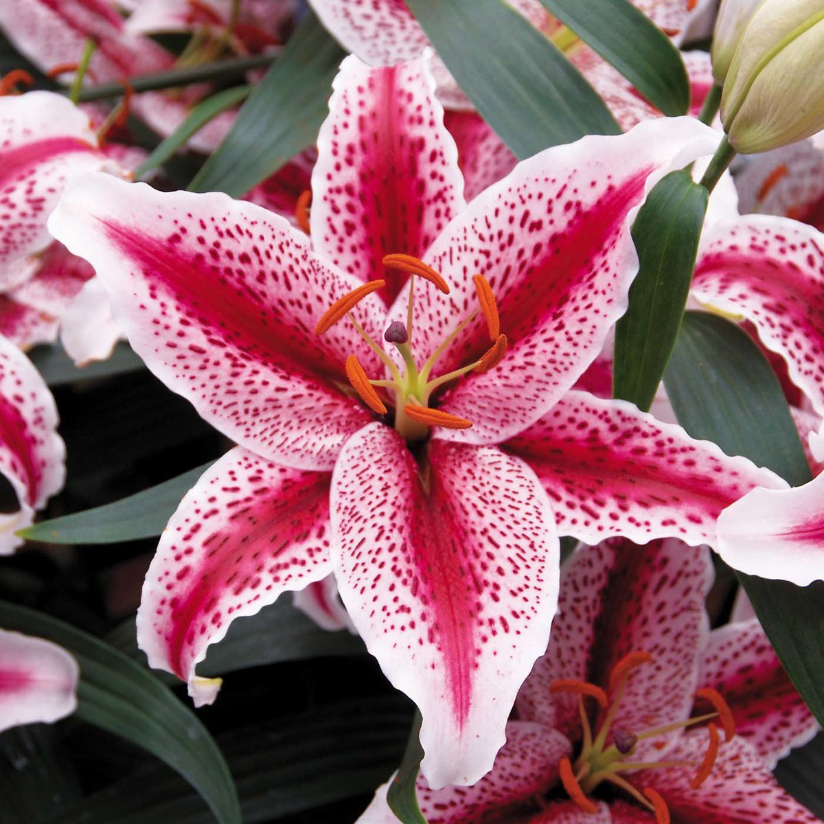 GrownDirect's tweet photo. #MixandMatch any 3 packs of Spring &amp; Summer flowering bulbs for just £5 #Dahlia #Lily #Iris #Begonia #gardening https://t.co/0Qeo1IYdAV
