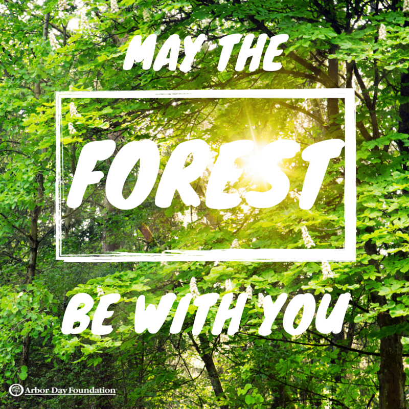 arborday's tweet photo. Need a good tree joke for #ArborDay? We've got 'em. https://t.co/vXHClW1hTv https://t.co/c3nVHFZAMD