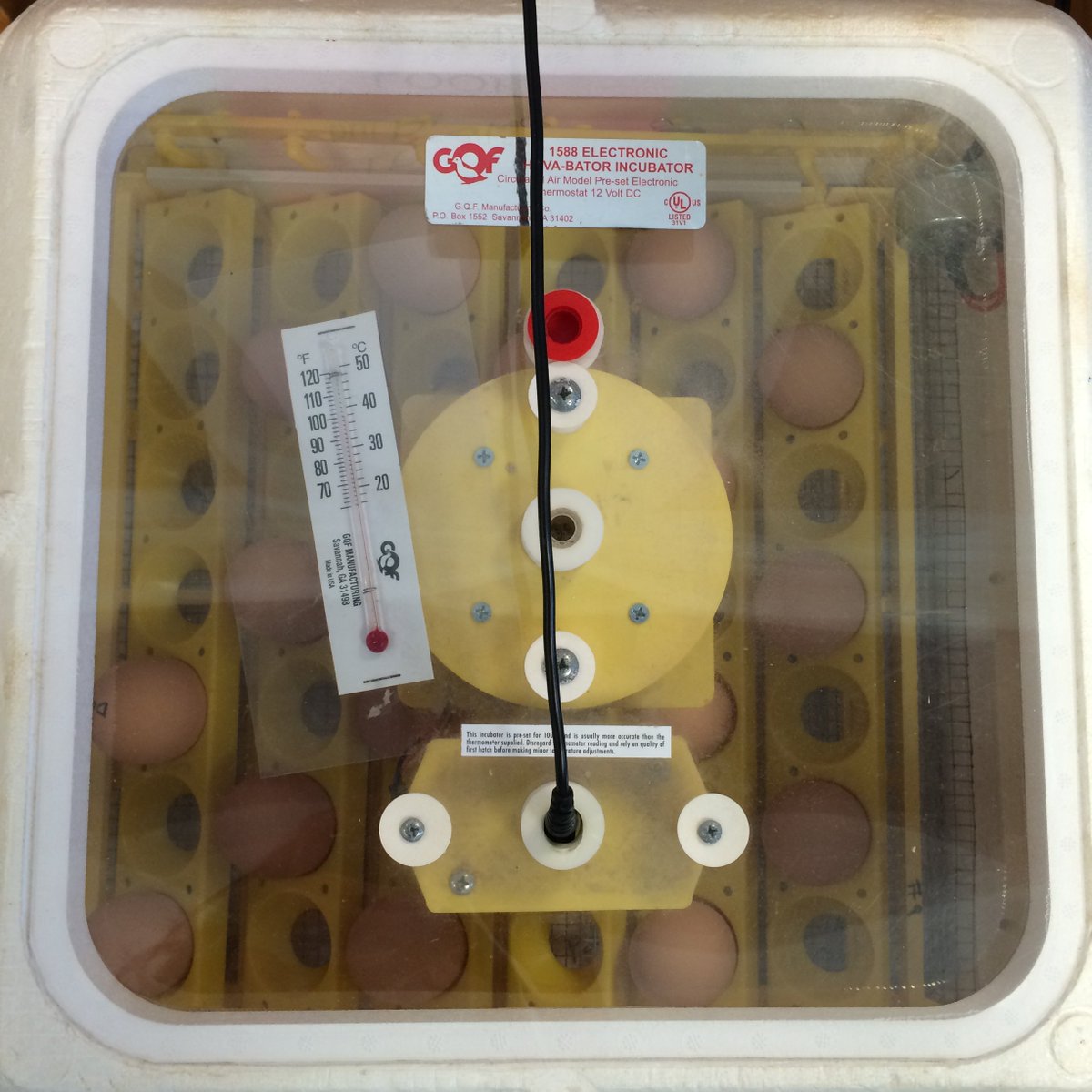 WeaverLibrary's tweet photo. We're expecting! Chicks that is! Our chicks will hatch on or around May 11th! #weaverlibrary https://t.co/Kwuna9flt7