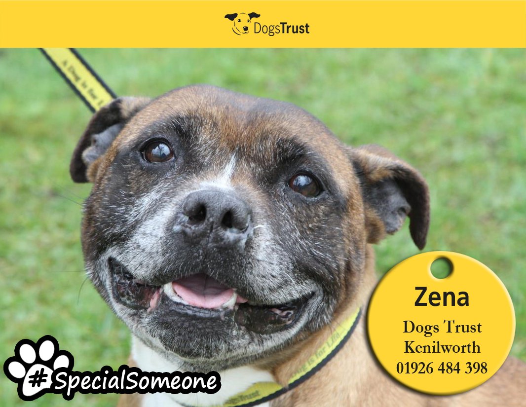 DogsTrust's tweet image. Zena @DT_Kenilworth is a lovely girl who enjoys attention and playing with her toys! dogstrust.org.uk/rehoming/dogs/…