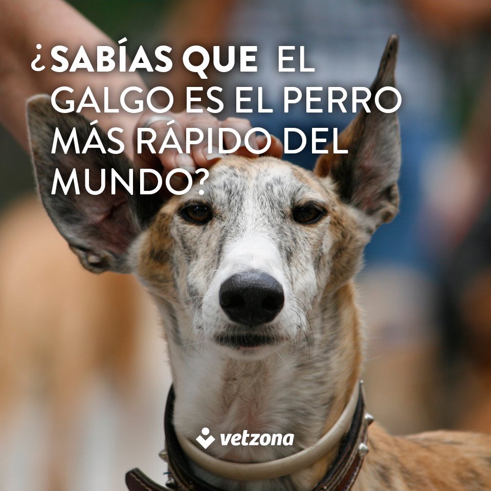 vetzona's tweet photo. ¡Los galgos pueden llegar a correr a más de 45km/hora! ¿Tienes un galgo? https://t.co/8aVystVrWP
