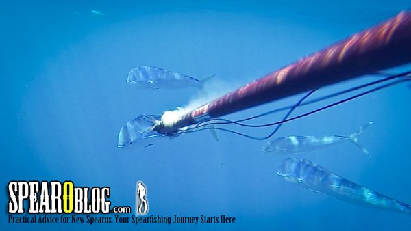 Spearfishing 101: Benefits of spearfishing? bit.ly/1HJmbUg #Spearfishing #SpearfishingSchool