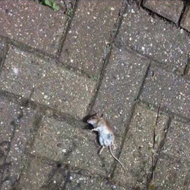 AnotherTweeet's tweet image. Another Celebrity dead 

RIP Stuart Little