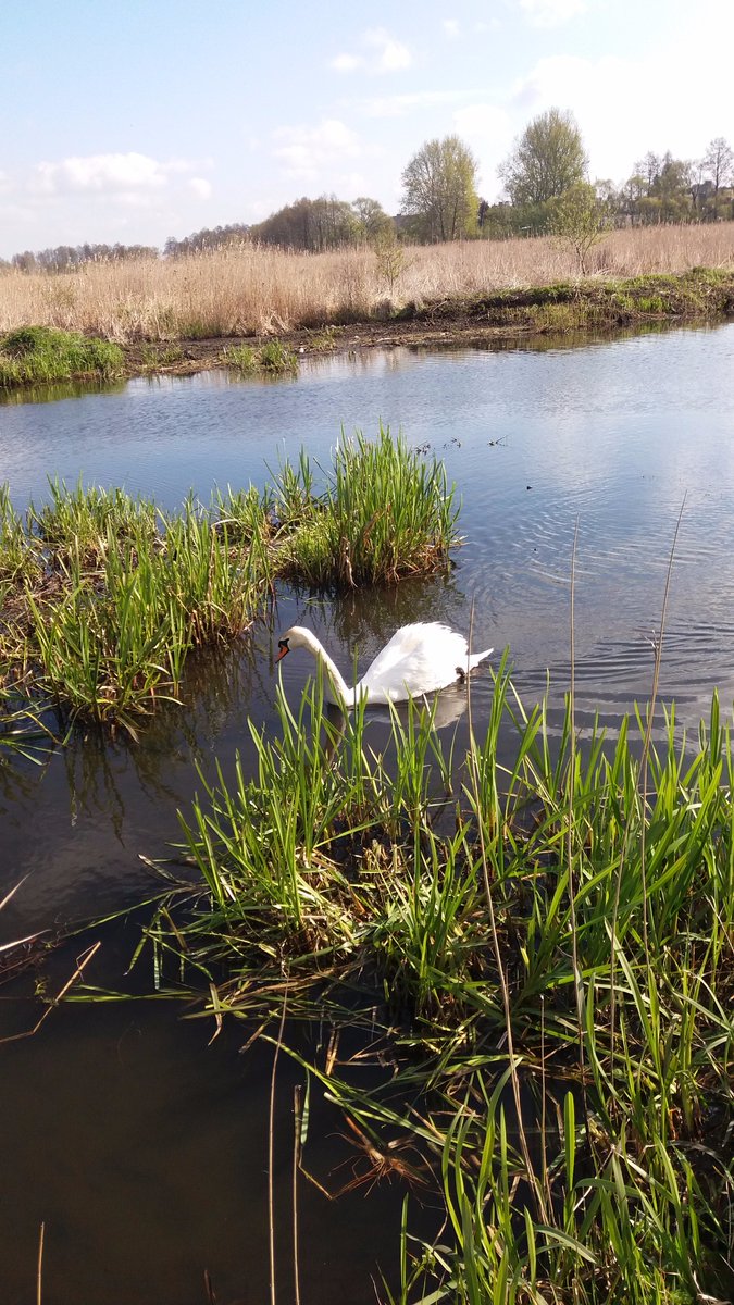 zlotowskiepl's tweet photo. Za naszą redakcją, na jeziorze Baba można podglądać łabędzie. Widok jest niesamowity 😀 #labedz #labedzie #animals https://t.co/BwYLcSr9xO
