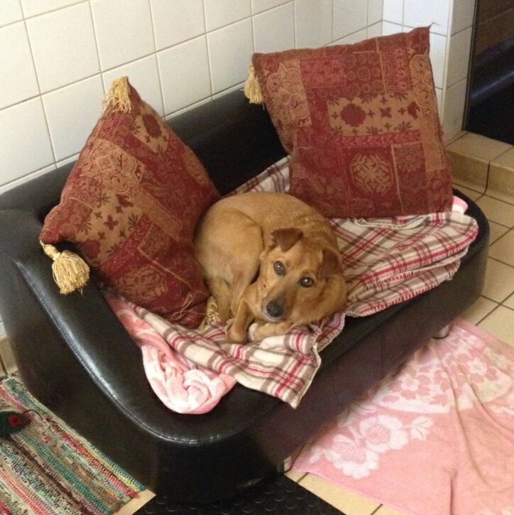 We are desperate for blankets and towels if you have any spare around the house we would be grateful. <a href="/DogsTrust/">Dogs Trust 💛🐶</a>