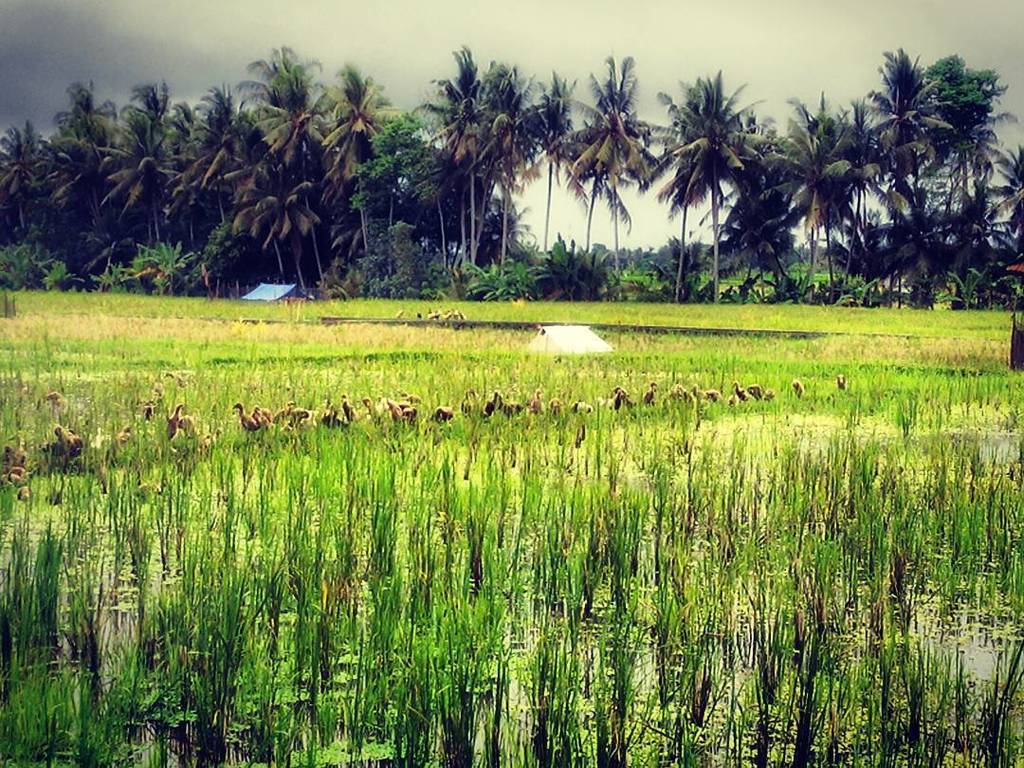 Day #3 of #naturephotographychallenge that was thrown at me by <a href="/parnashree19/">Parnashre ✈️</a> and <a href="/clickshick/">Krishna</a> . Today I nominate <a href="/no/">no</a>…