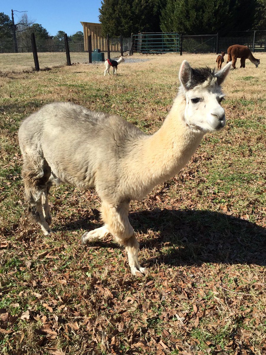 stickwhsimple's tweet photo. Alpaca runnin' home for fresh breakfast!! #stickwithsimple @WoodstockHS1 https://t.co/YPFrI1HZtG