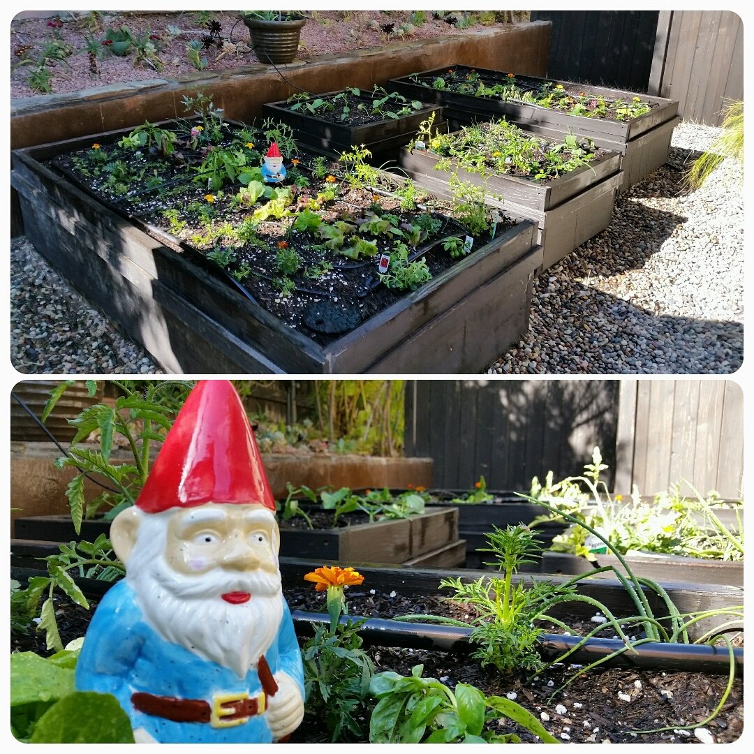 califarmer_andy's tweet photo. New #gardens #installation #home #eatfresh #losangeles #southbay #longbeach #custombuilt https://t.co/TePQiLtFpk