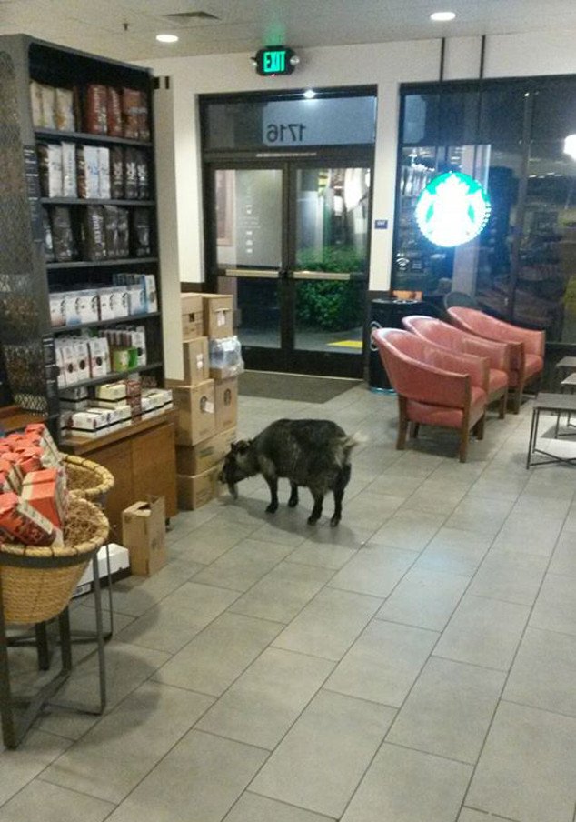 TheCoffeeKing's tweet photo. This Coffee-Loving Goat Making a Starbucks Run Is All of Us https://t.co/G0m6jqipTk https://t.co/hsV6xn0Q5n