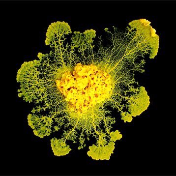 DeepStuff's tweet photo. A single-celled organism capable of learning https://t.co/rxBZ0TRjo7 #science https://t.co/WcGc3kQNK4