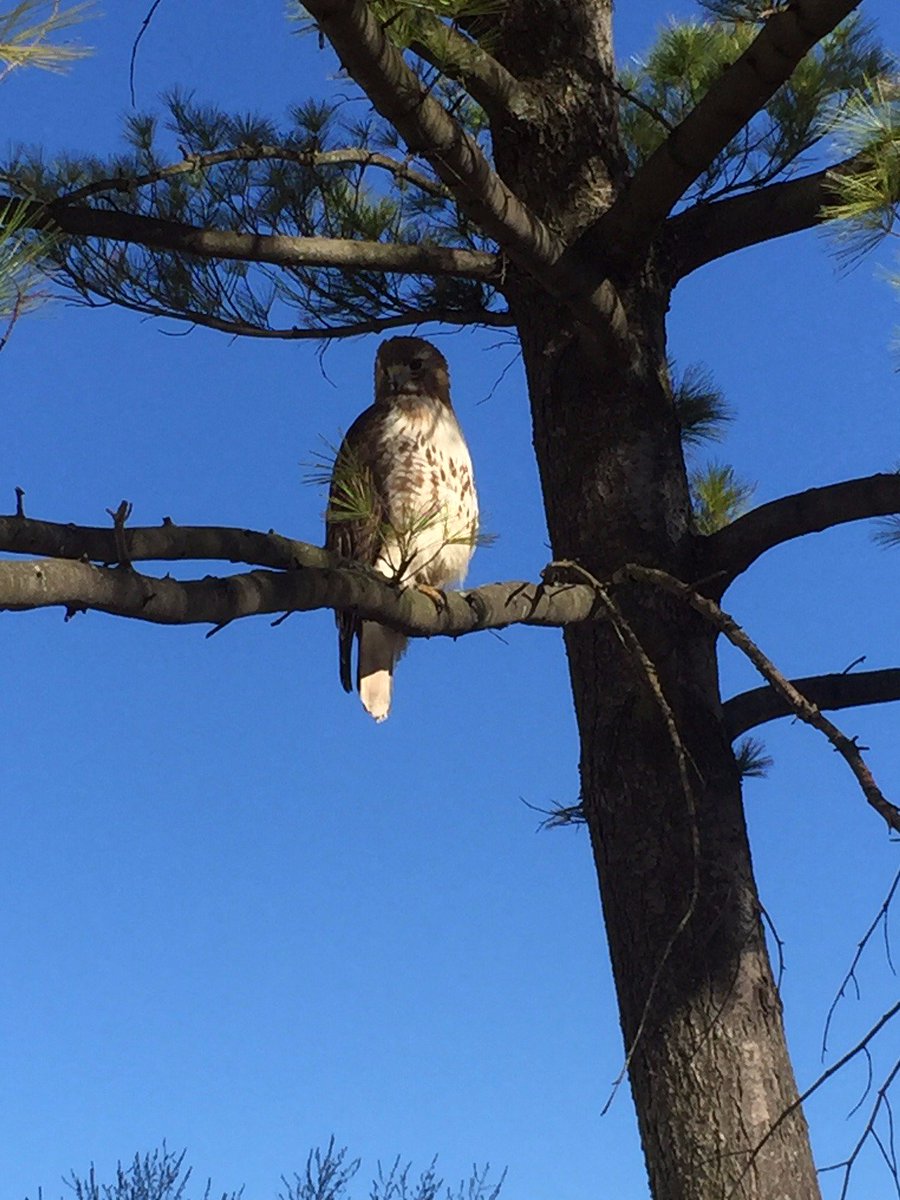 cupe4600's tweet photo. Hawk in the Quad on the Carleton campus this morning. I think this means bargaining will go well. #ftw #flytowin https://t.co/HseMYOYP2M