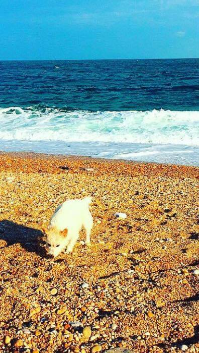 FlintsYard's tweet image. Summer is on its way! Where are your favourite #dogwalks ? This is one of ours!