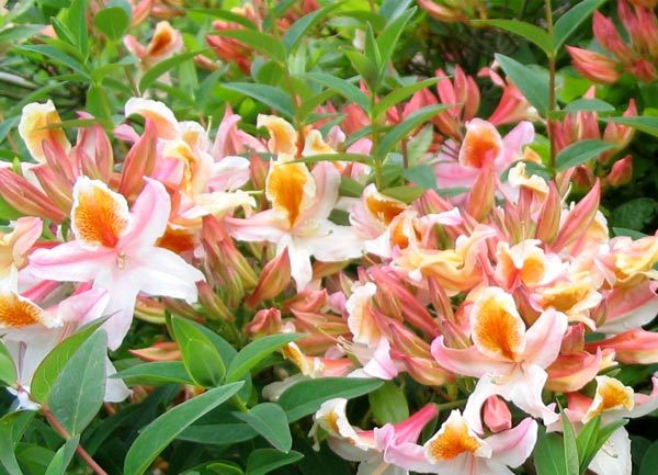 GrownDirect's tweet photo. Shrubs are the backbone of the garden. Whether you are looking for fragrant flowers, berries or foliage.. #gardening https://t.co/HN6A8D5bpN