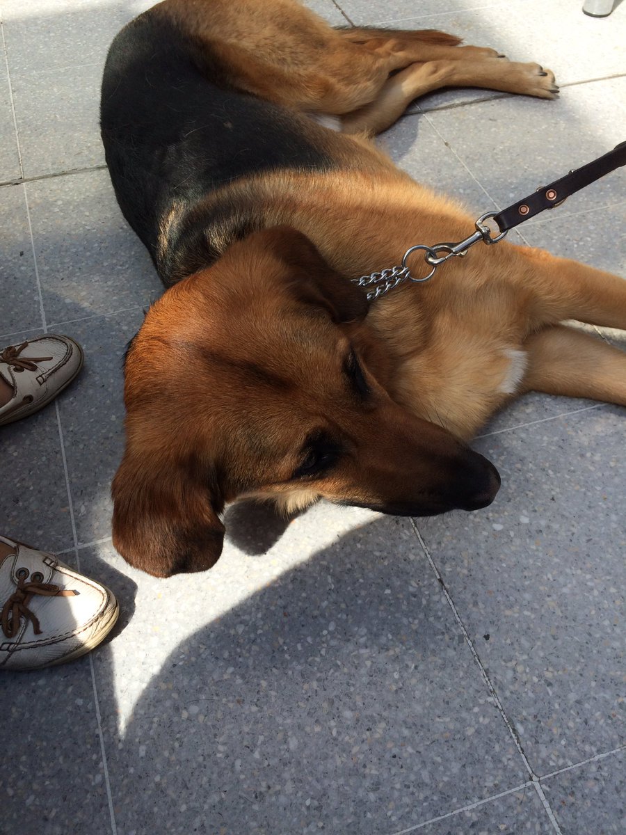 LitLingLizzie's tweet photo. @UoN_LawSoc @guidedogs Thanks for the amazing puppy room! Wonderful pick-me-up! #WellnessWeek2016 https://t.co/TCbnP99gUd