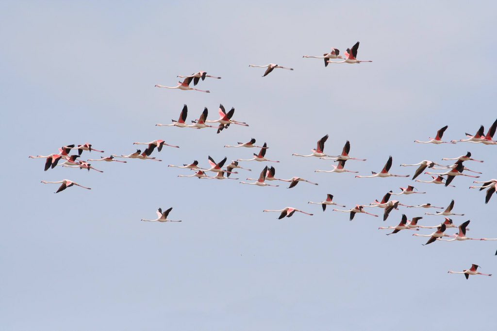 #Fenicotteri alle #saline