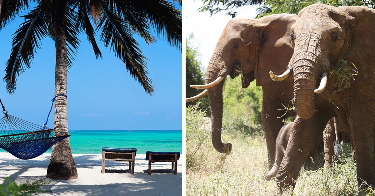 I 2017 kan du flyve direkte på safari i Kenya med @BravoToursDK fra Aalborg Lufthavn. https://t.co/ERVqKhfHEn https://t.co/RJZ2ol3bJw