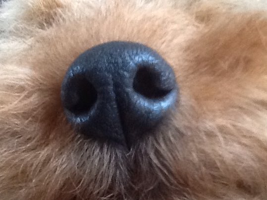 ThomasWelshie's tweet photo. Kept it together with Siobhan at @Dryfevets this pm. Annual booster, worming tabs &amp; anti-itch pills - result. https://t.co/UbaCIiyiv9