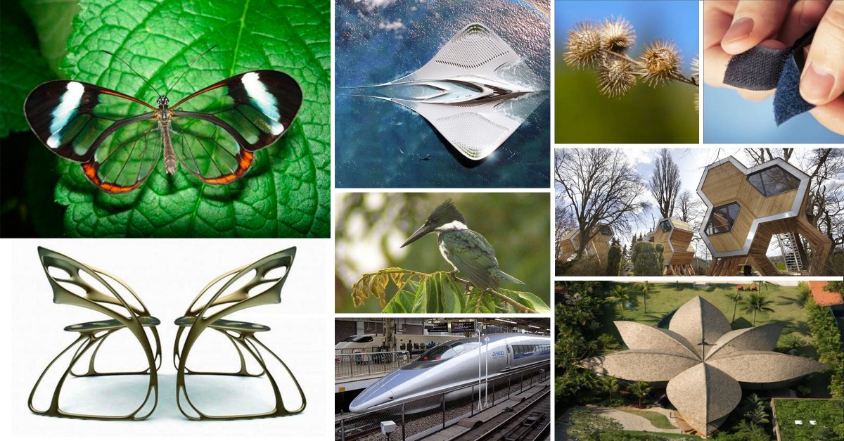 ThePowerWeek's tweet photo. Do you know what #biomimicry stands for? See what #nature hides here:  https://t.co/4CXJ4VJZRj #powerweek #inspire https://t.co/jvF6rpsFF6