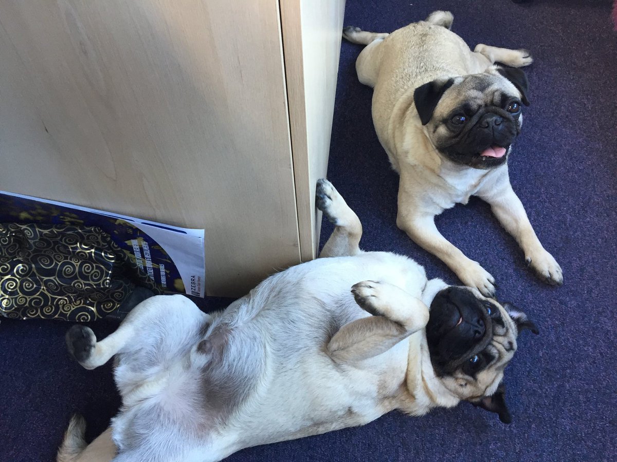 Logic_Loves's tweet image. This is Burt and Franks' idea of working... #Pugs #OfficeMascot #Pug #Puglife #FawnPugs #Cute #Office #Humpday