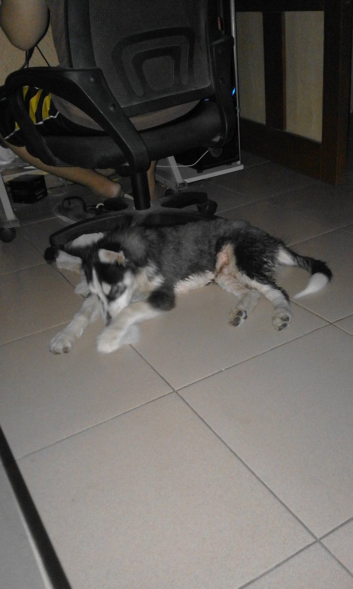 KISS030709's tweet photo. kelan kya kita matutuyo ng hindi ka na ngangagat 😒

#huskyproblem https://t.co/kg1mYJQNUE