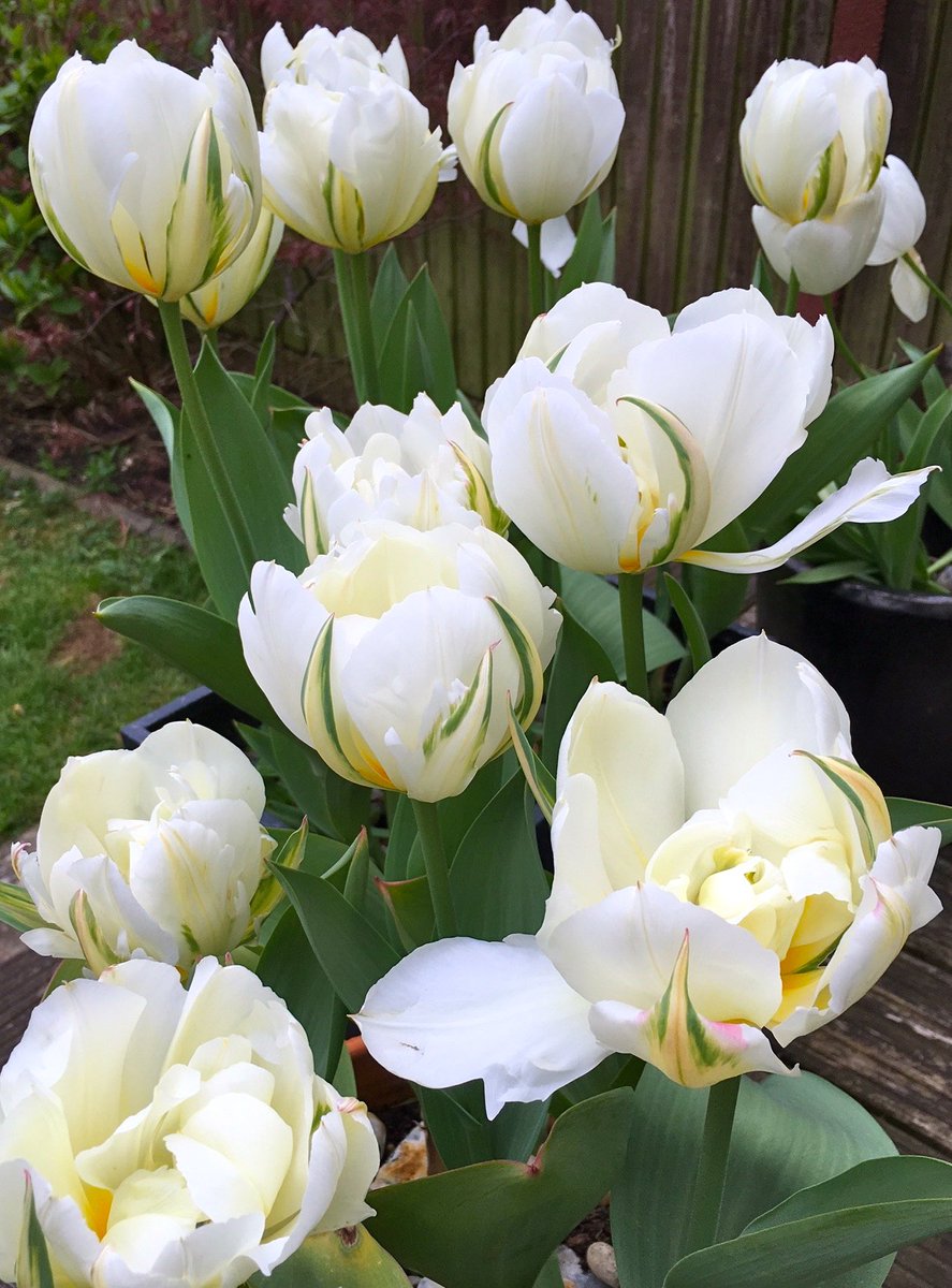 Sarah Al tweet media