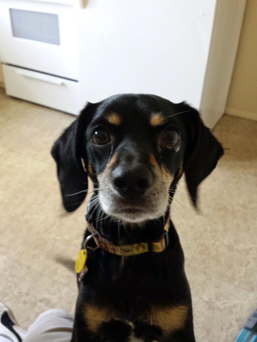 JohnIsAGeek's tweet photo. @uindy This little guy is looking forward to being there! #HisNameIsStan https://t.co/IJGtnX87eP