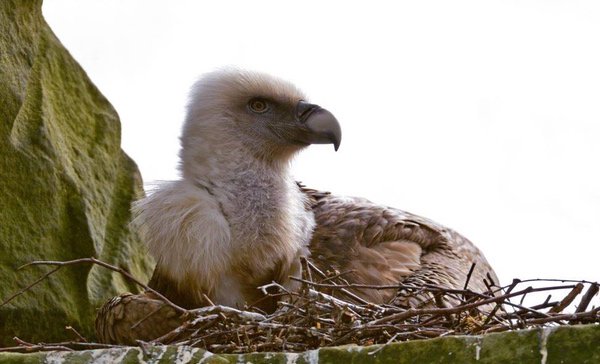 tlrd's tweet image. A Pair of Inseparable Gay Vultures are Caring for an Egg at a German Zoo bit.ly/1MZgrZt