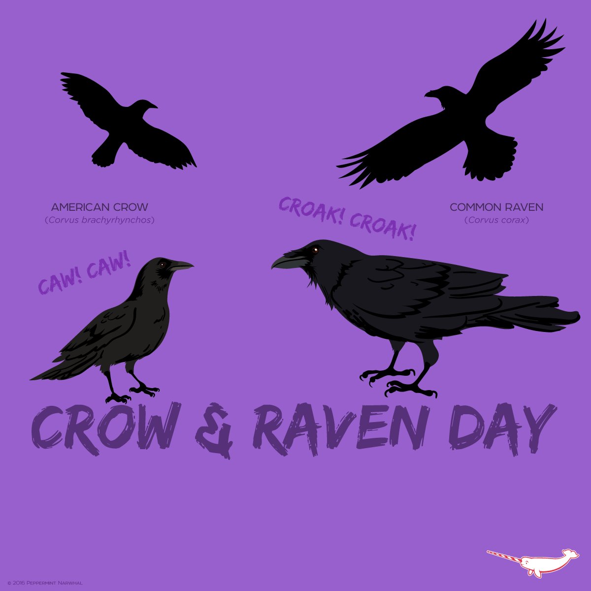 PepomintNarwhal's tweet photo. Happy #CrowAndRaven Day!
Here's some help to tell Crows & Ravens apart.
https://t.co/ISRfrTWwVu https://t.co/g64HwDEFzr