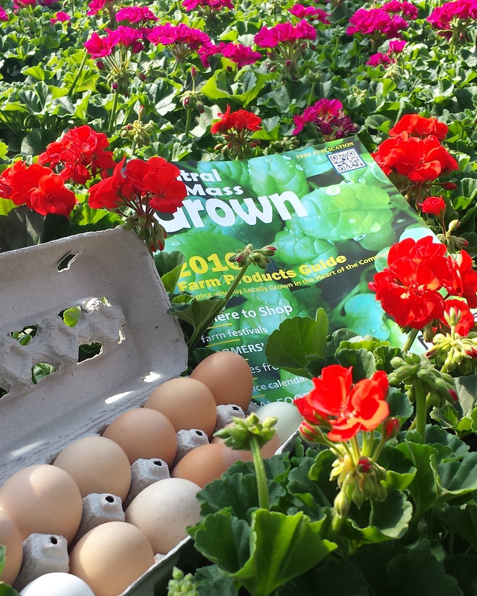 StillLifeFarm's tweet photo. Stillman's Lunenburg greenhouses! Stop by for your favorite flowers, the new Central Mass Grown guide, and eggs! https://t.co/tJIZwAaqqn