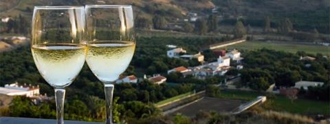 Lush and full bodied with a light fruity aroma, Pinot Grigio is a perfect choice for that crisp, refreshing taste.