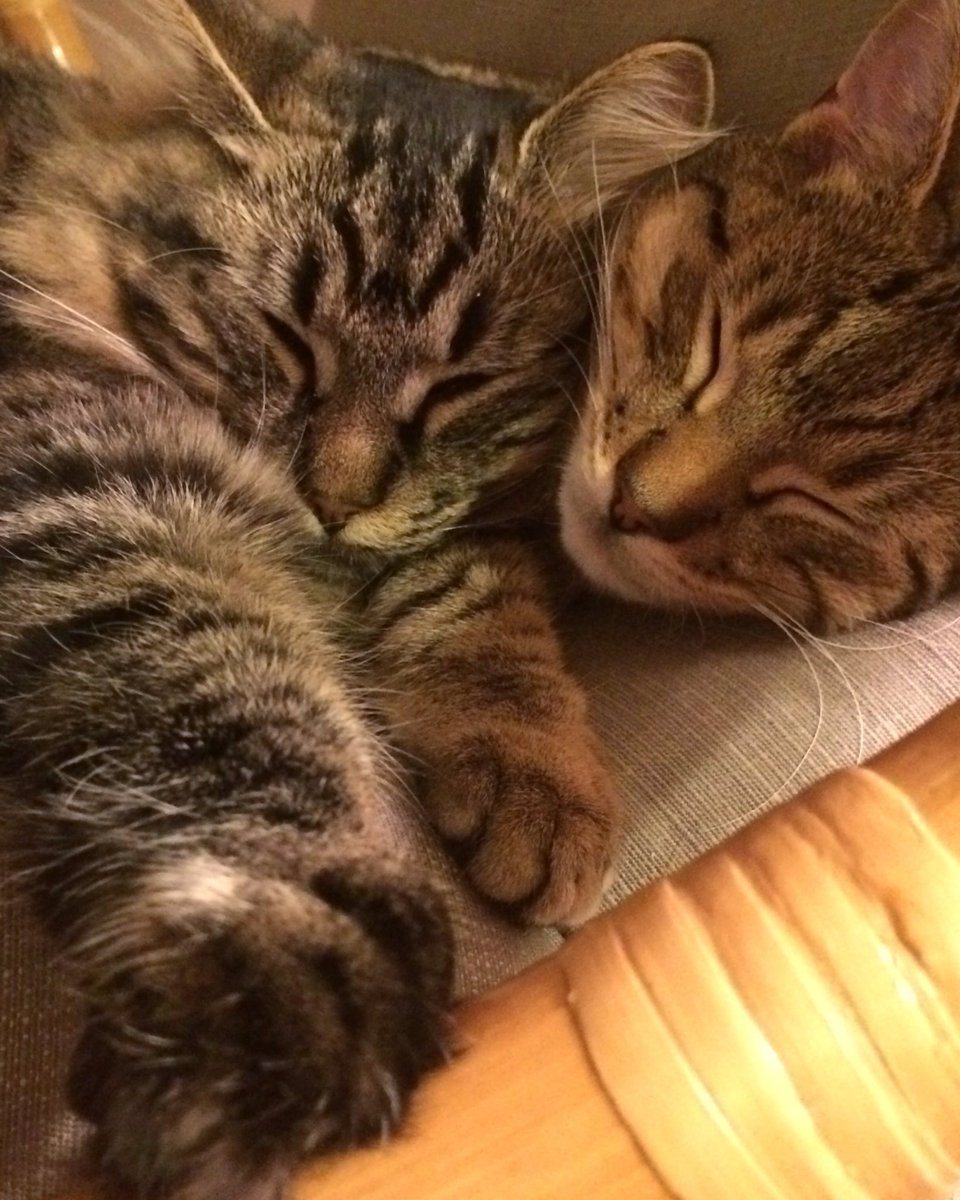 boltandkeel's tweet photo. Current status: never getting out of bed. #boltandkeel https://t.co/3jxBxBDGBu