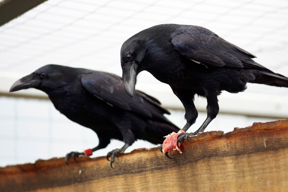 EurekAlert's tweet photo. Despite their small brains -- ravens are just as clever as chimps https://t.co/1UcgZfO7Xs via @lunduniversity https://t.co/kEdNEXdicd