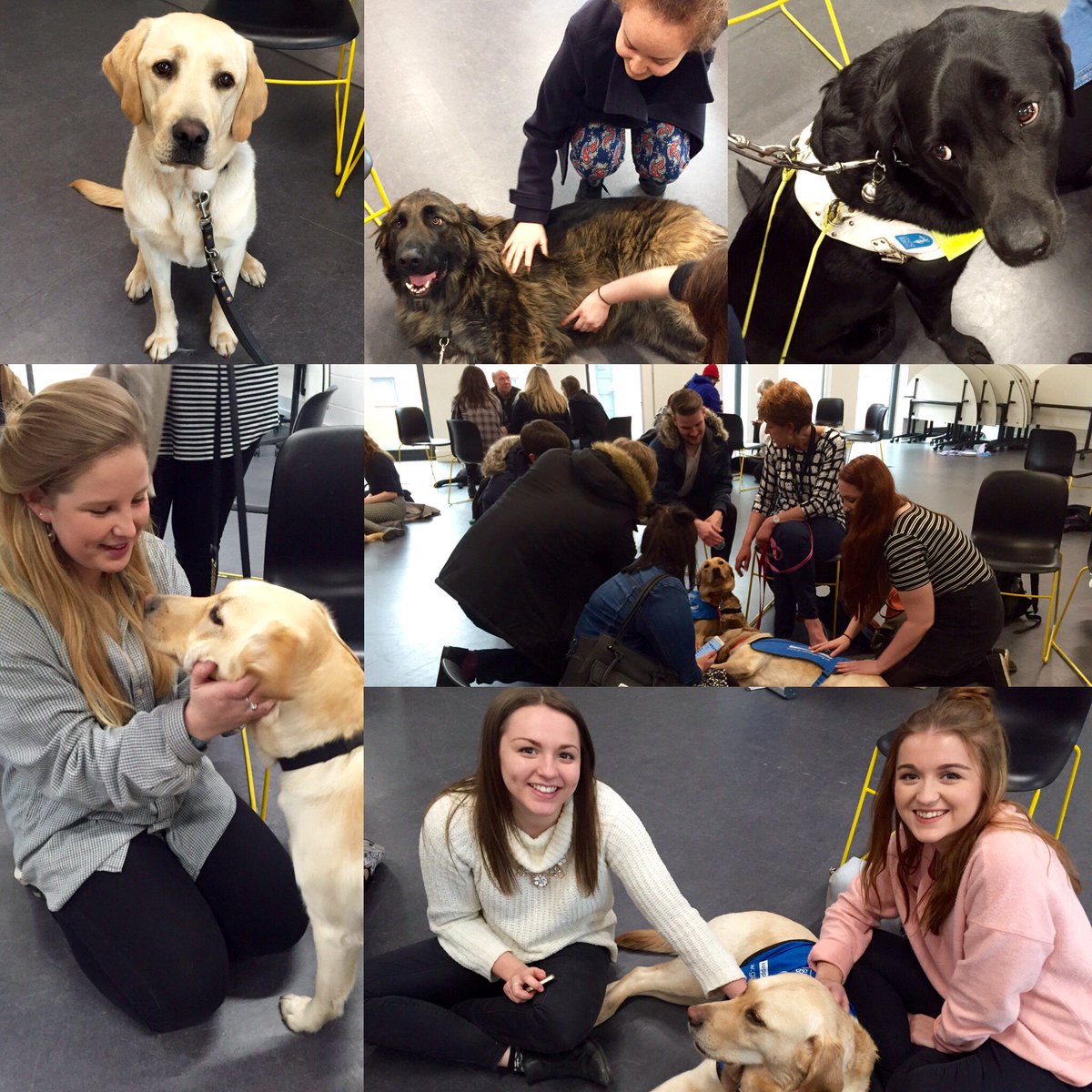TheUnionMMU's tweet photo. Lovely to see so many smiley, de-stressed faces at the @MMUSport discover @guidedogs event #InternationalGuideDogDay https://t.co/Bl0qNjjlBa