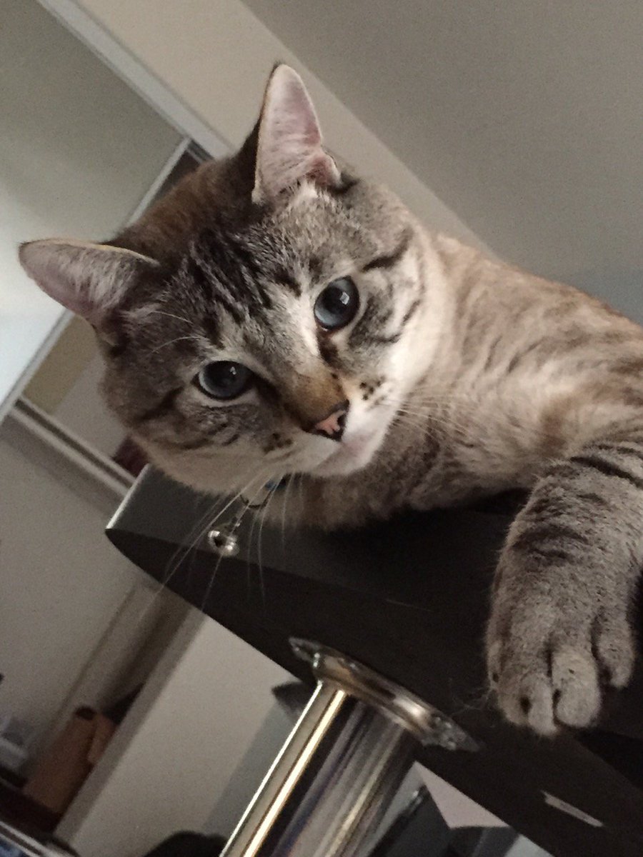 PWLockbox's tweet photo. Still looking for stolen kitty:  Rockysox in San Diego, yes micro'd. https://t.co/dEyVr9hnGC