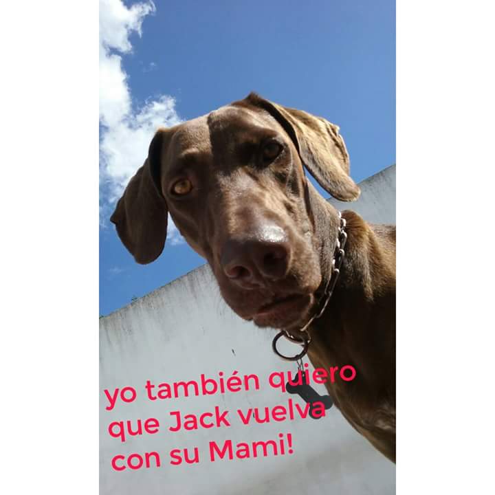 BUSCAMOSAJACK's tweet photo. SIGAMOS COMPARTIENDO, QUE APAREZCA JACK!!! @BUSCAMOSAJACK https://t.co/0oVw7jxuUm