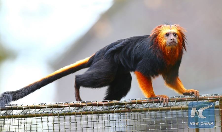 XHNews's tweet photo. Endangered golden-headed lion tamarins start going outdoors in Belgian zoo @Planckendael as spring comes https://t.co/UW50T88M7c