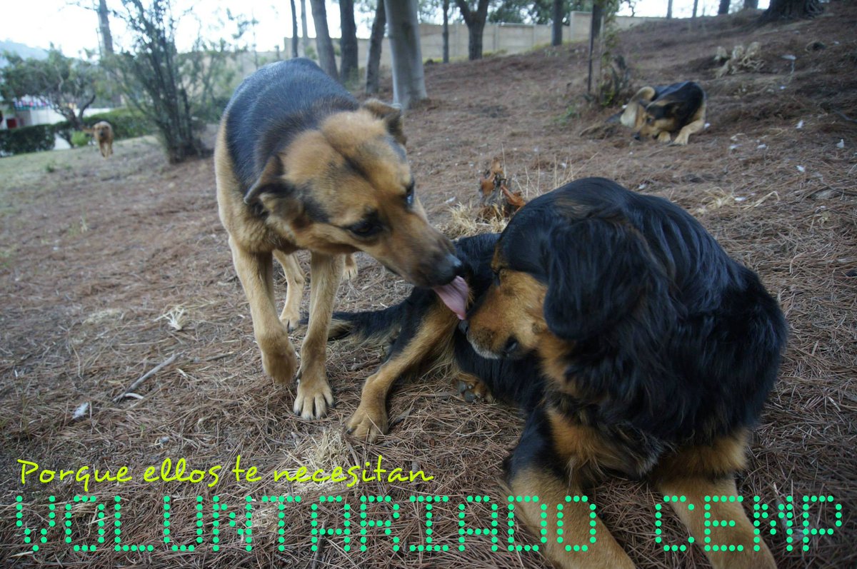 CEMPJmcUsm's tweet photo. Voluntariado CEMP!! Inscripciones abiertas :D
#Porqueellostenecesitan #PerrunosJmcUsm #Cabezón <3 https://t.co/KQhh5WB691