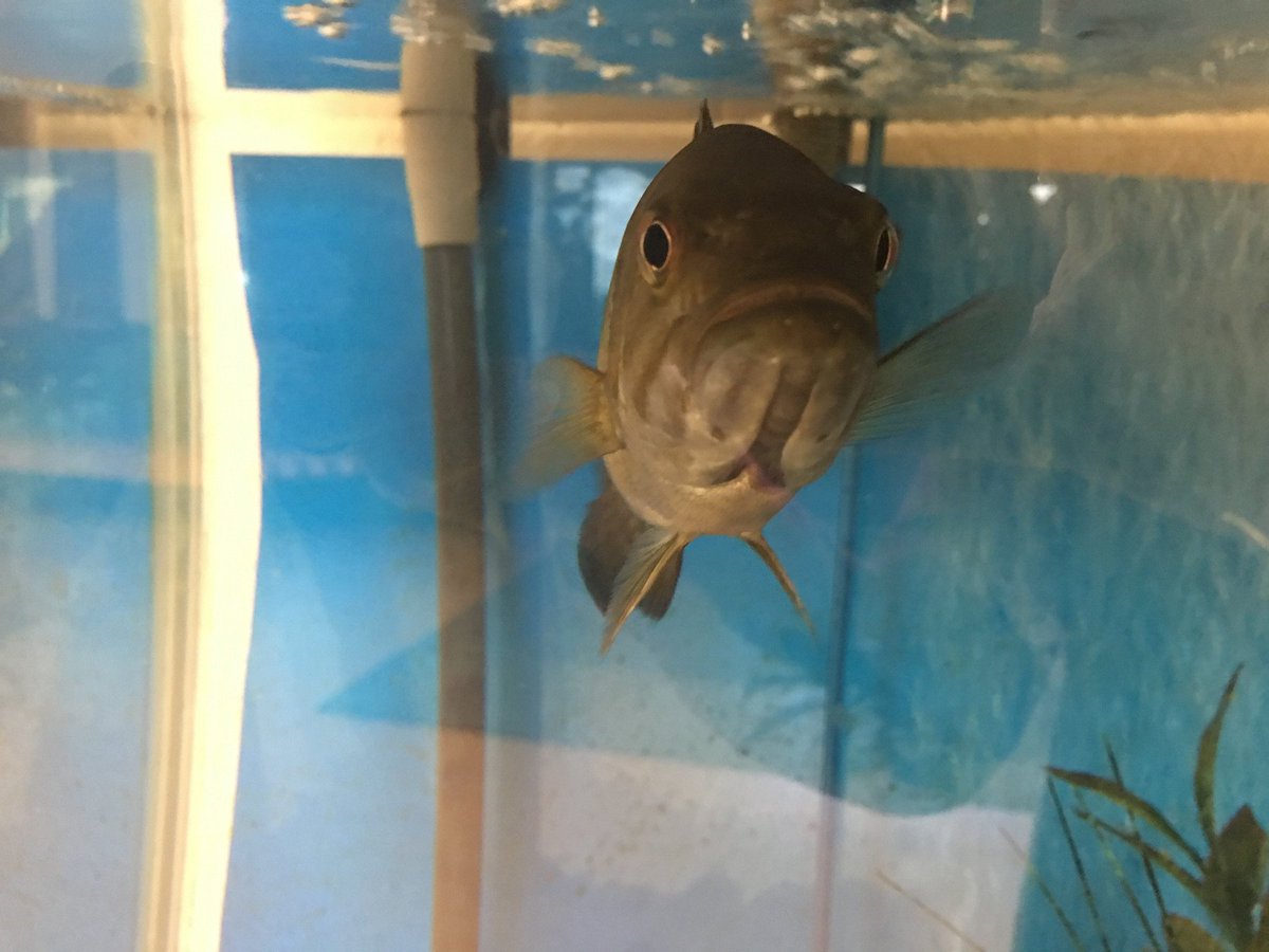 SaultCollege's tweet photo. #NEOS students! Let's give this fish a name! Reply by 4:30pm today to enter and win Tim's #giftcard https://t.co/EwmEu8vZAC