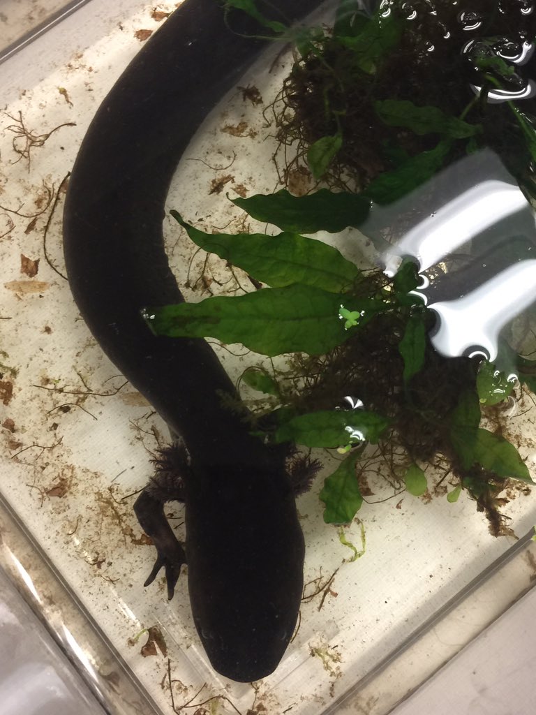 OrgOfTheDay's tweet image. #greatersiren