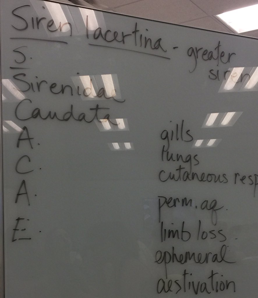 OrgOfTheDay's tweet image. #greatersiren