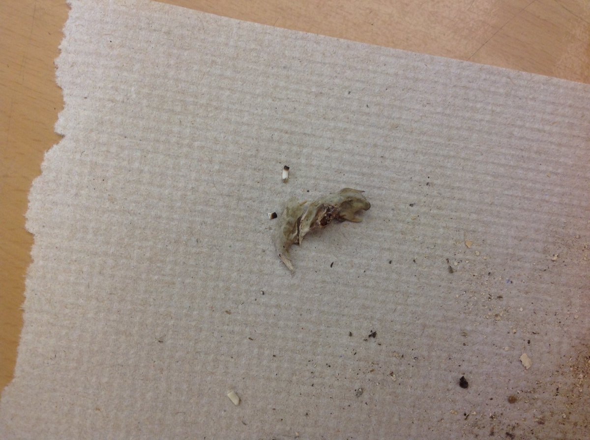 MissGerding's tweet photo. What did our owls eat? https://t.co/cITueX0nNf