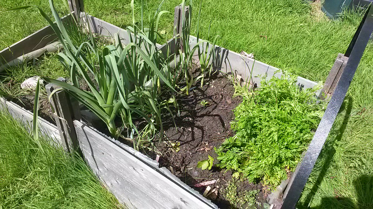Lovely weather for gardening today - 
Email tom.ball@beds.ac.uk to register your interest in our student garden!