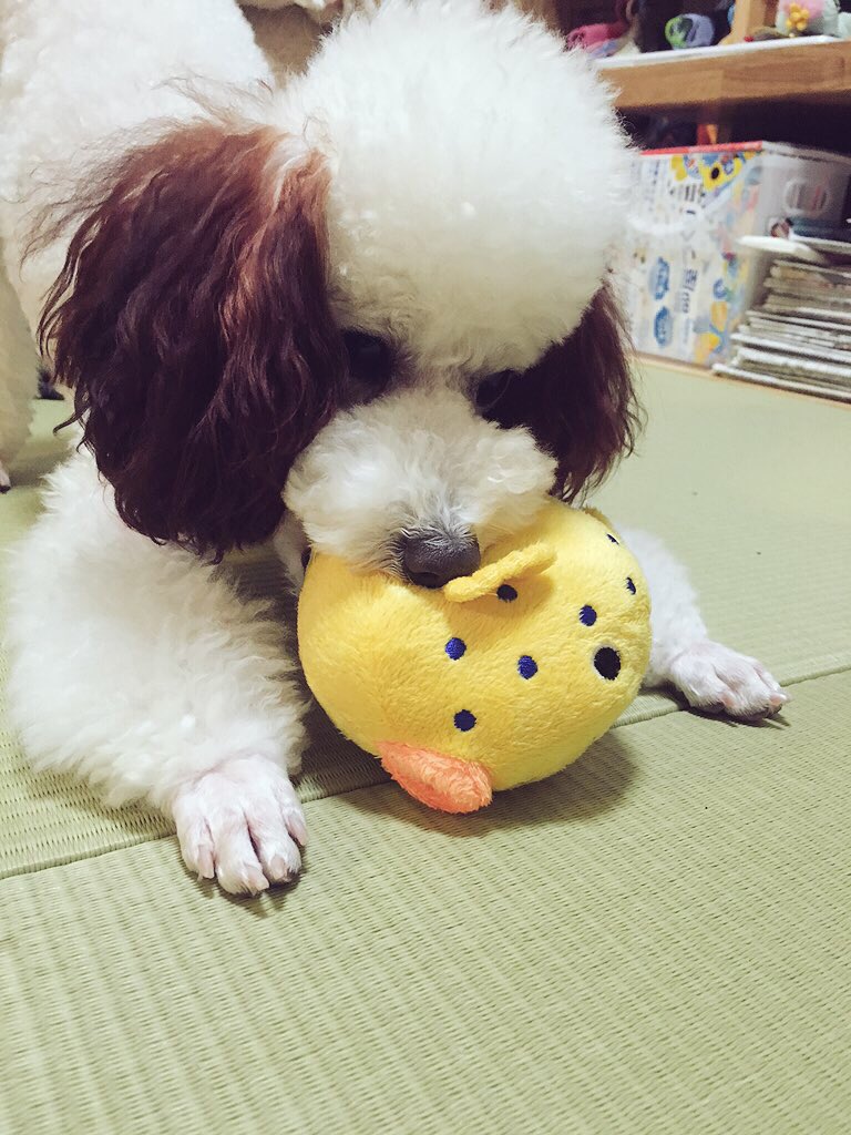 のじま tweet media