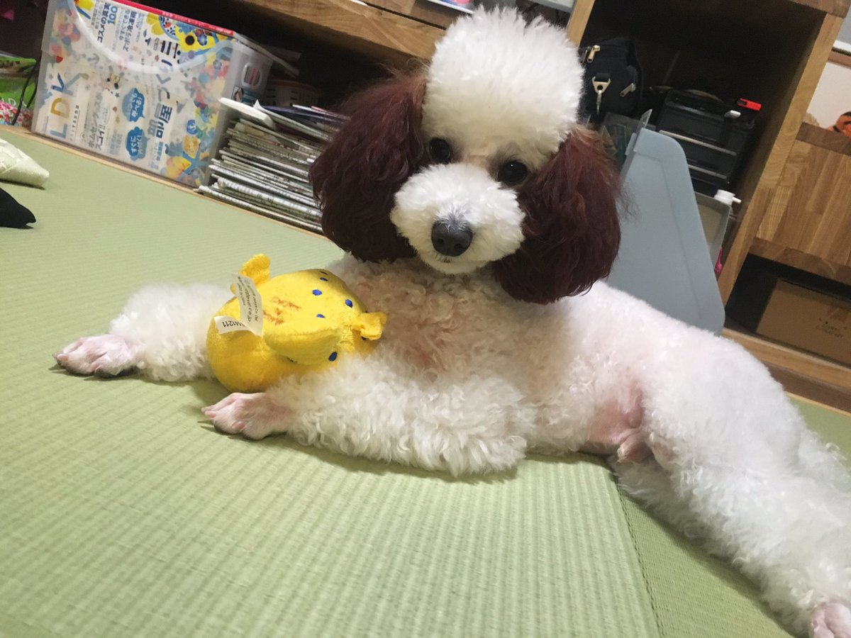 のじま tweet media