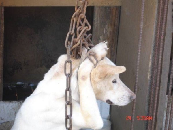 maelmale's tweet photo. @choeimalai this is Korea!!! #StopBokNal #DogNotMeat #Shame https://t.co/4OLDhjqIdD
