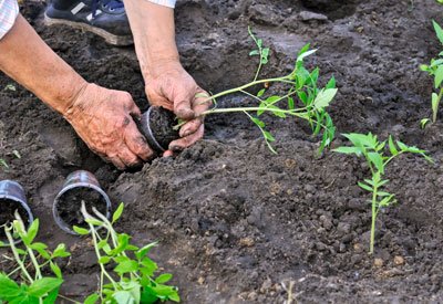 esweedcontrol's tweet image. RT @planet_natural "Transplanting tomato plants changes their root structure.  https://t.co/FId27R6yed" ow.ly/4n9zeq